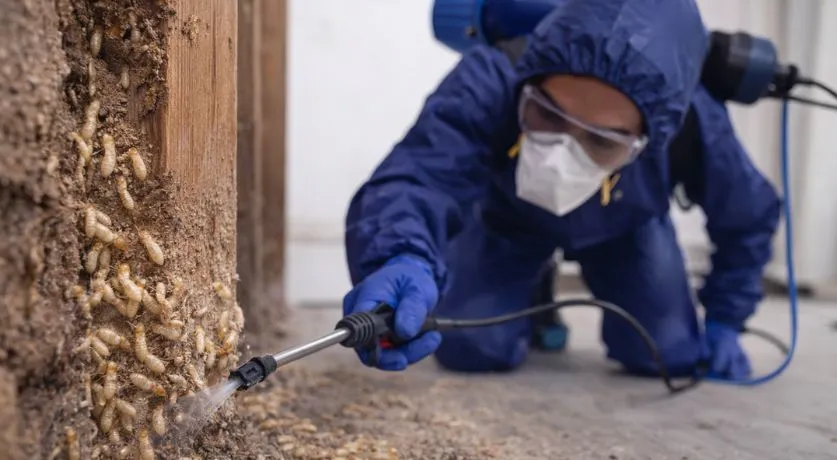 Expert pest control technician applying a targeted liquid treatment to a wooden beam infested with termites to prevent structural damage.
